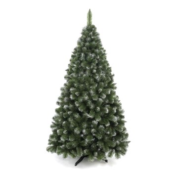 Božična jelka iz bora, 250 cm