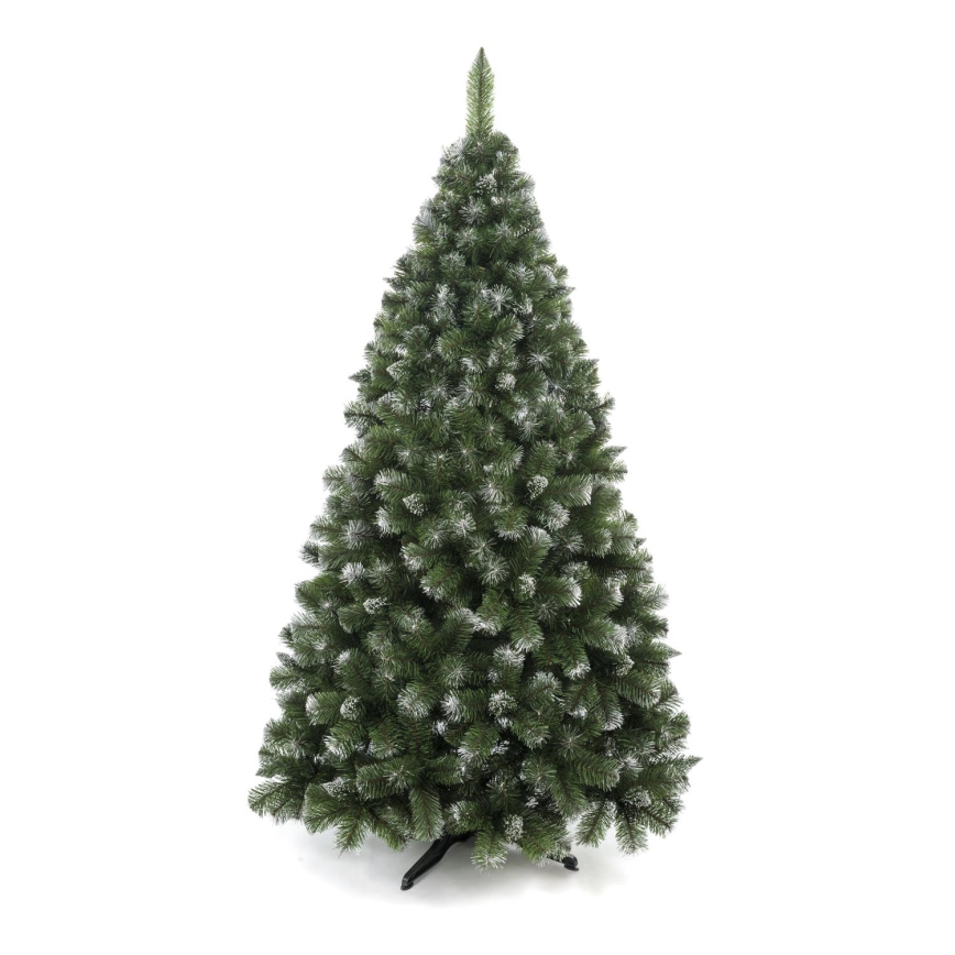 Božična jelka iz bora, 250 cm