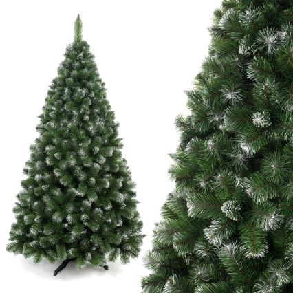 Božična jelka iz bora, 250 cm