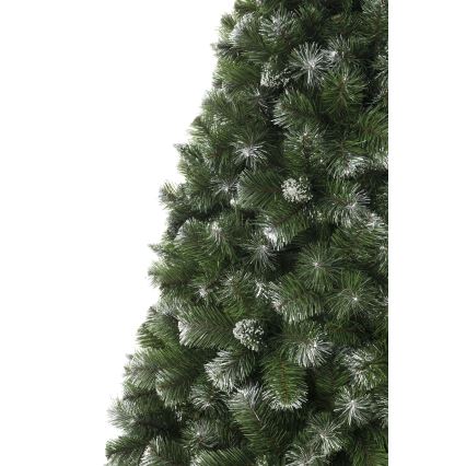 Božična jelka iz bora, 250 cm