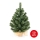 Božično drevo XMAS TREES 50 cm bor