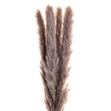 Eglo - Posušen cvet 60 cm vijolična
