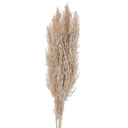 Eglo - Posušen cvet 85 cm bež