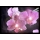 Eglo 75036 - LED svetleča okrasna slika ORCHIDS 4xLED/0,02W