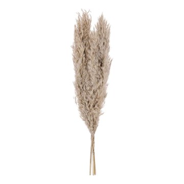 Eglo - Posušen cvet 55 cm bež