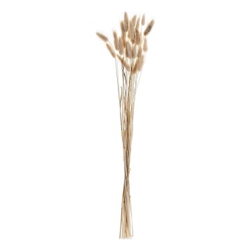 Eglo - Posušen cvet 60 cm bež