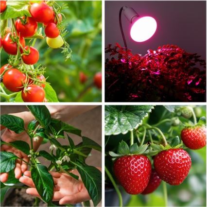 Fleksibilna namizna svetilka s sponko za gojenje rastlin PLANTY 1xE27/30W/230V bela