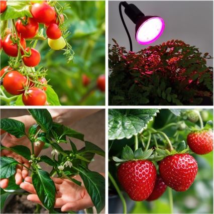 Fleksibilna namizna svetilka s sponko za gojenje rastlin PLANTY 1xE27/30W/230V črna