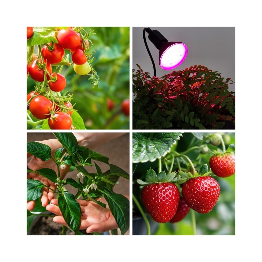 Fleksibilna namizna svetilka s sponko za gojenje rastlin PLANTY 1xE27/30W/230V črna