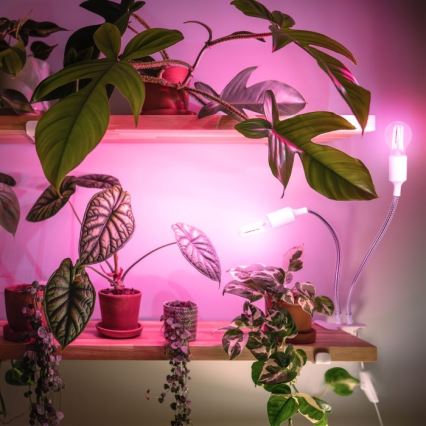 Fleksibilni namizna svetilka s sponko za gojenje rastlin PLANTY 2xE27/30W/230V bela