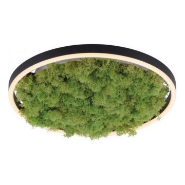 JUST LIGHT. 15391-66 - LED Zatemnitvena stropna svetilka ZELENA RITU LED/20W/230V