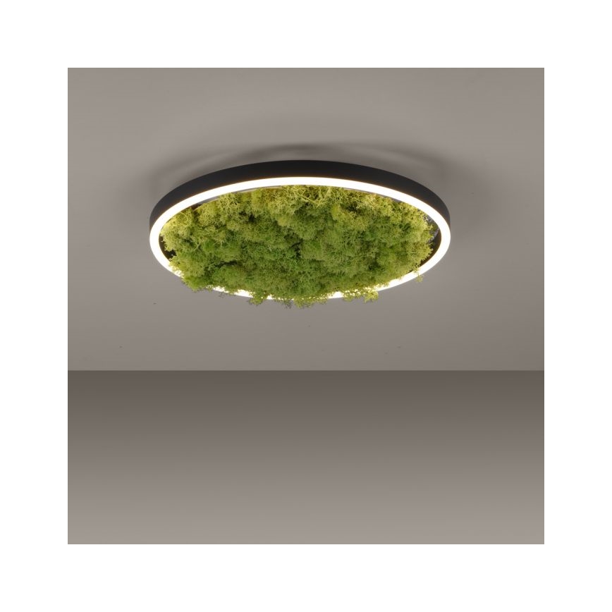 JUST LIGHT. 15391-66 - LED Zatemnitvena stropna svetilka ZELENA RITU LED/20W/230V