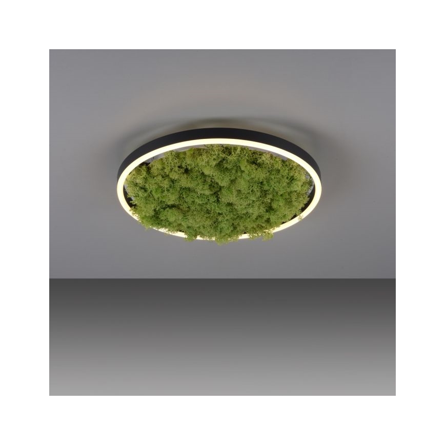 JUST LIGHT. 15391-66 - LED Zatemnitvena stropna svetilka ZELENA RITU LED/20W/230V