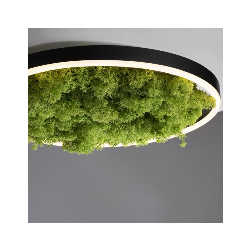 JUST LIGHT. 15391-66 - LED Zatemnitvena stropna svetilka ZELENA RITU LED/20W/230V