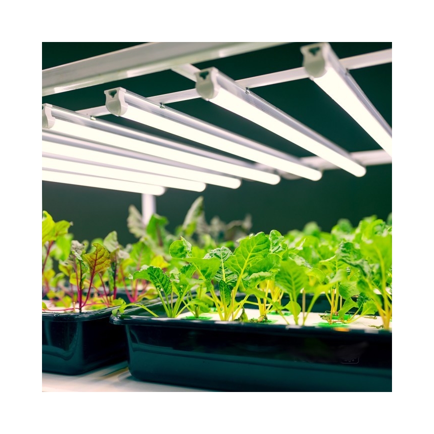 LED Podelementna svetilka za gojenje rastlin GROWLY LED/9W/230V bela