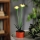 LED solarna svetilka LED/1,2V 200 mAh IP44 cvet