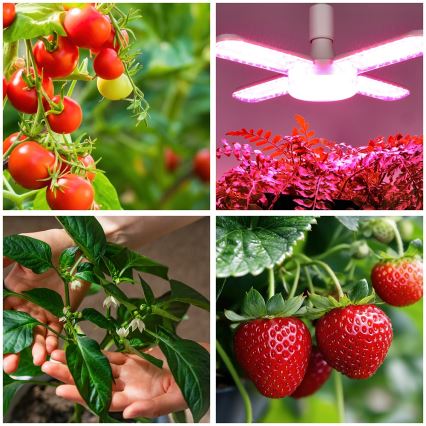 LED Žarnica za rast rastlin PLANTY E27/40W/230V 1200K