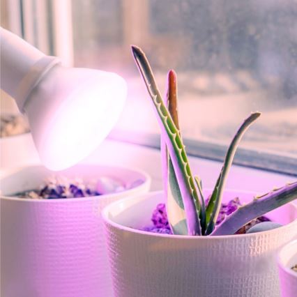 LED Žarnica za rast rastlin PLANTY E27/7W/230V 1200K bela