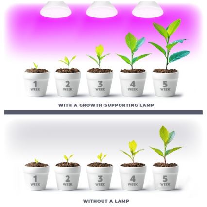 LED Žarnica za rast rastlin PLANTY E27/7W/230V 1200K bela