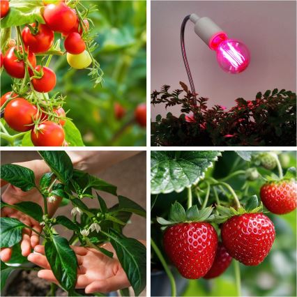 LED Žarnica za rast rastlin PLANTY E27/8W/230V 1200K