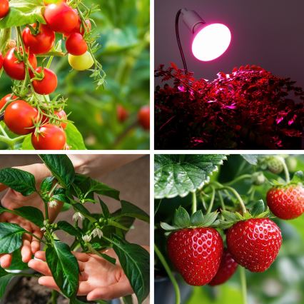LED Žarnica za rast rastlin VITABLOOM E27/9W/230V 1200K bela - Brilagi