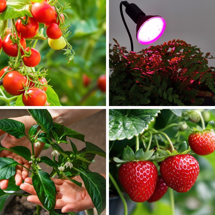 LED Žarnica za rast rastlin VITABLOOM E27/9W/230V 1200K črna - Brilagi