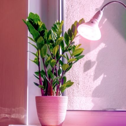 LED žarnica za rast rastlin PLANTY E27/7W/230V 1200K bela