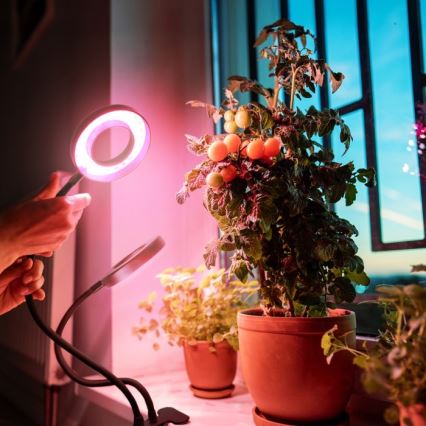 LED Zatemnitvena fleksibilna namizna svetilka s sponko za gojenje rastlin VITARO 2xLED/4W/230V črna