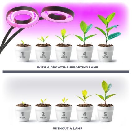 LED Zatemnitvena fleksibilna namizna svetilka s sponko za gojenje rastlin VITARO 2xLED/4W/230V črna
