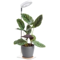 LED zatemnjevalna namizna svetilka za gojenje rastlin VERDI LED/5W/5V 1300K CRI 95 bela