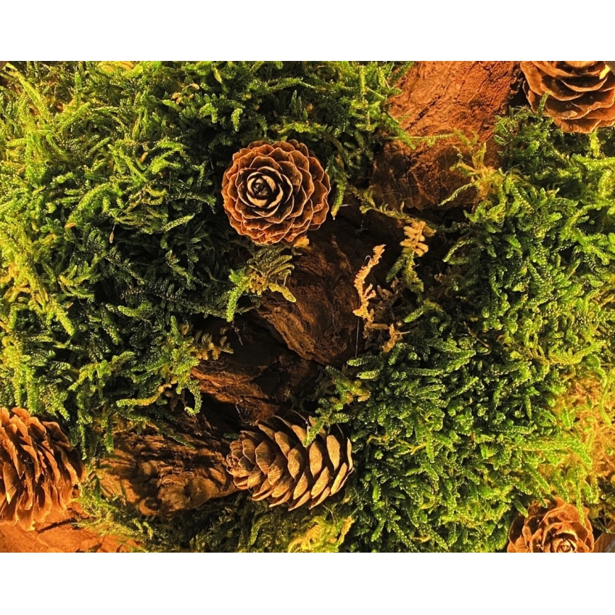 Li-Go 23654 - Namizna LED dekoracija z možnostjo zatemnitve LED/12W/230V 20x22 cm oreh/mah