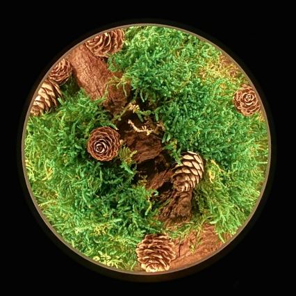 Li-Go 23654 - zatemnjiva LED namizna dekoracija LED/12W/230V 20x22 cm oreh/mahovni motiv