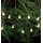Markslöjd 702991 - LED Božična veriga NALLE 10xLED/3xAA 1,7m topla bela