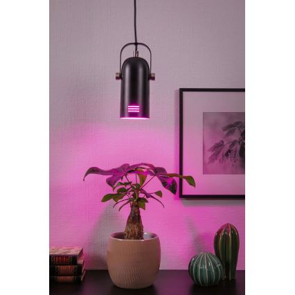 Paulmann 79766 - LED RGBW 1xE27/12W lestenec na kablu LAVEA 230V črna